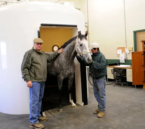 Two men standing with a gray and white speckled horse Two men standing with a gray and white speckled horse
