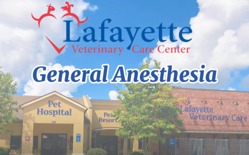 General Anesthesia Video Thumbnail 