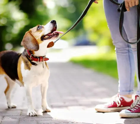 beagle on a leash held by owner