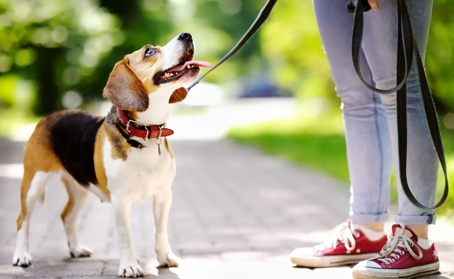 beagle on a leash held by owner