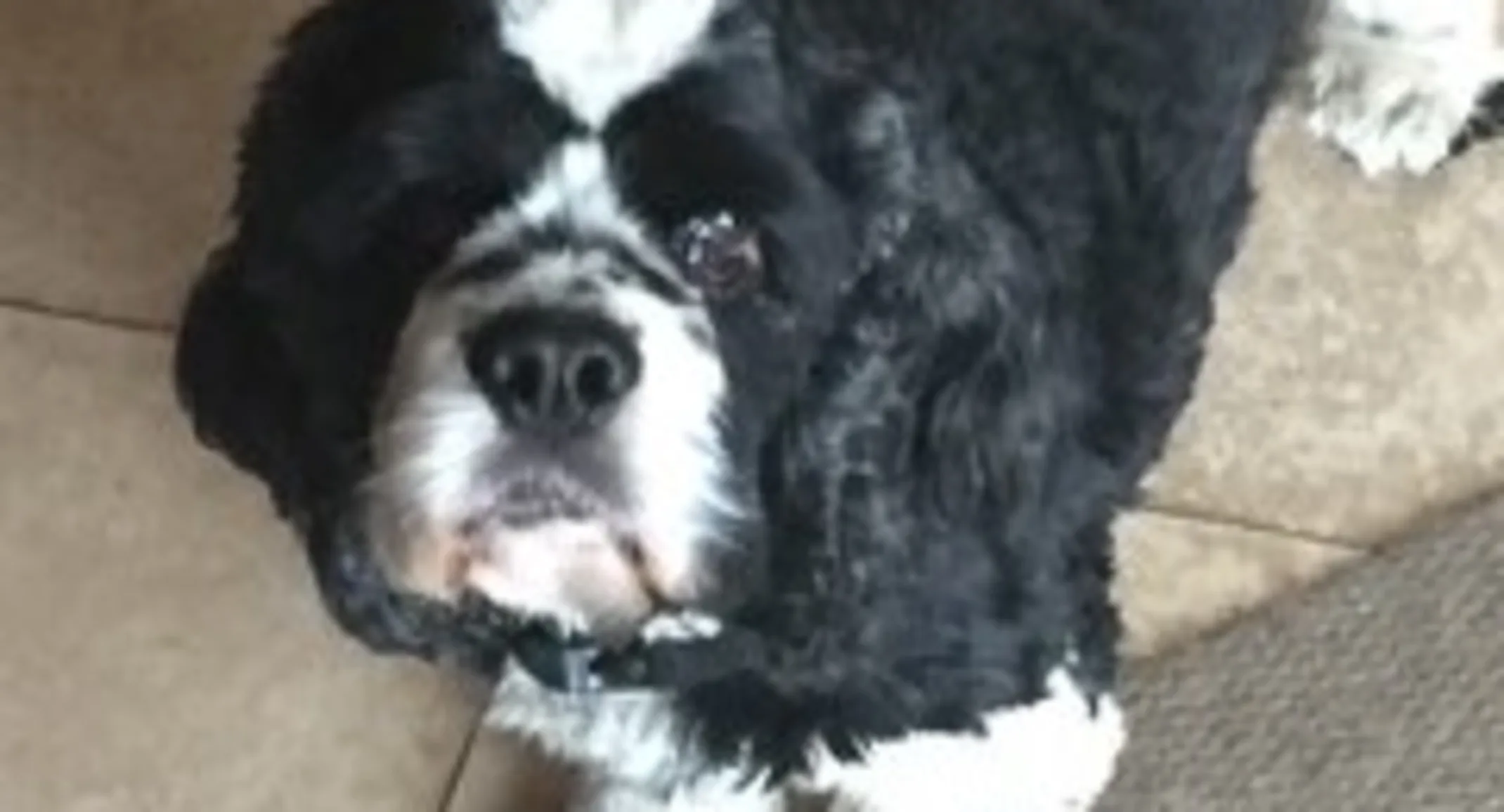 Reilly the black and white dog Reilly the black and white dog