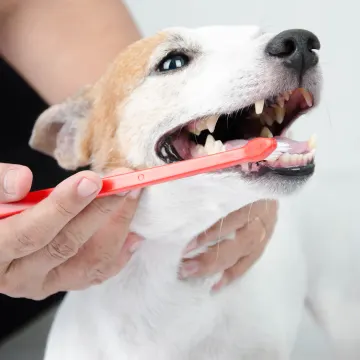 White and Orange dog is getting his / her teeth brusehd by a Vet. 