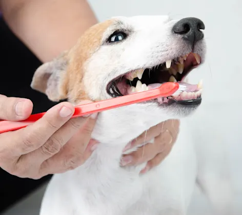 White and Orange dog is getting his / her teeth brusehd by a Vet. 