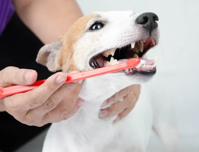 White and Orange dog is getting his / her teeth brushed by a Vet. White and Orange dog is getting his / her teeth brushed by a Vet.