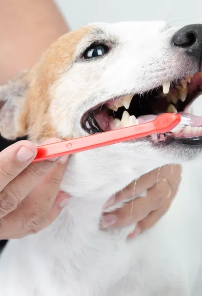 White and Orange dog is getting his / her teeth brusehd by a Vet. 