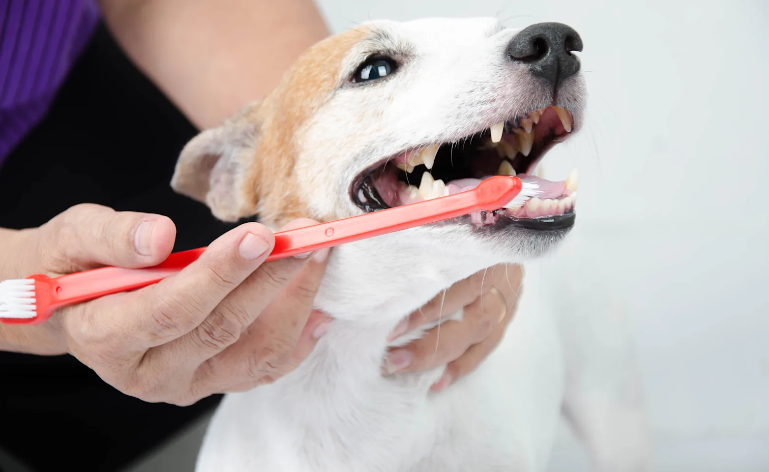 White and Orange dog is getting his / her teeth brusehd by a Vet. 