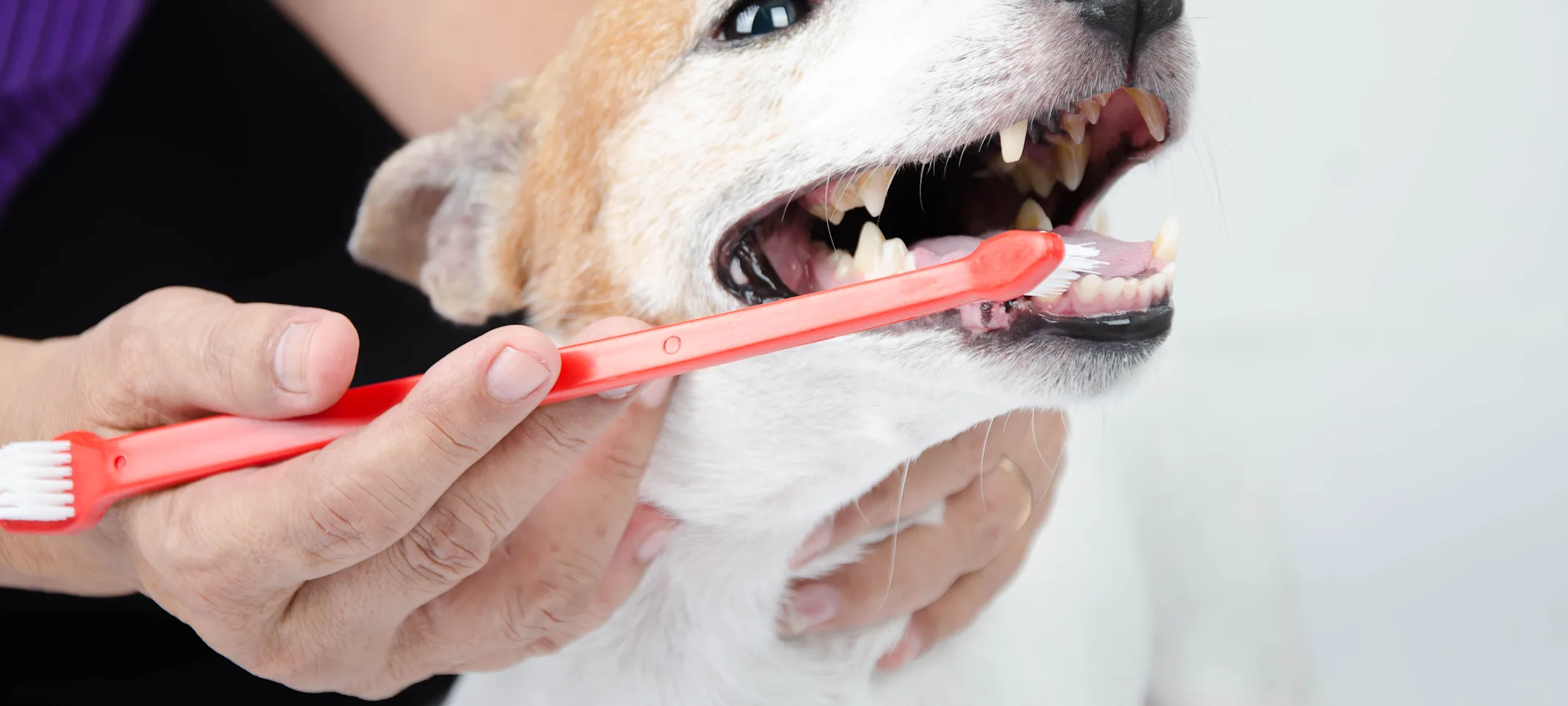 White and Orange dog is getting his / her teeth brusehd by a Vet. 