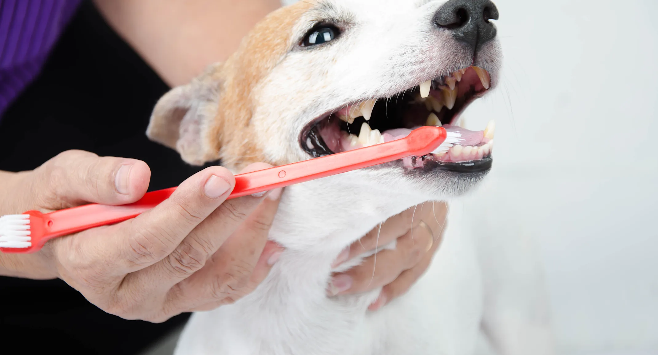 White and Orange dog is getting his / her teeth brushed by a Vet. White and Orange dog is getting his / her teeth brushed by a Vet.