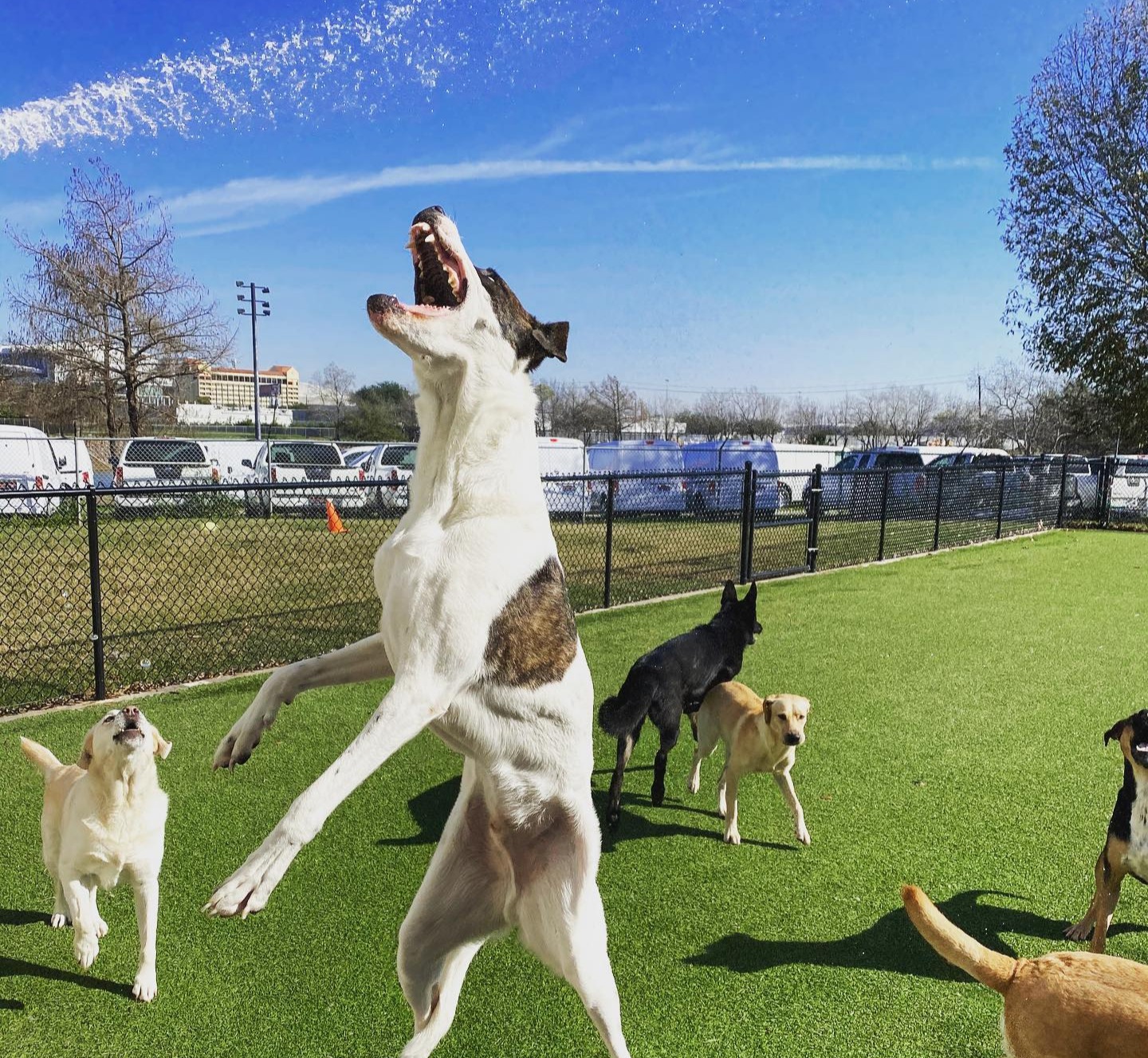 Dog jumping for water