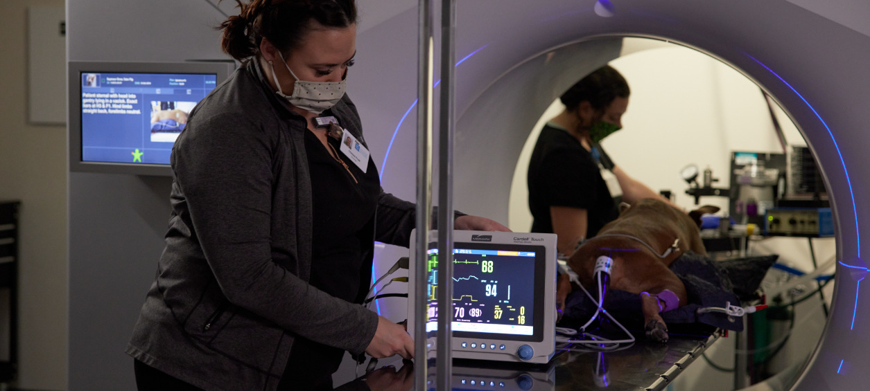 Vets using medical equipment