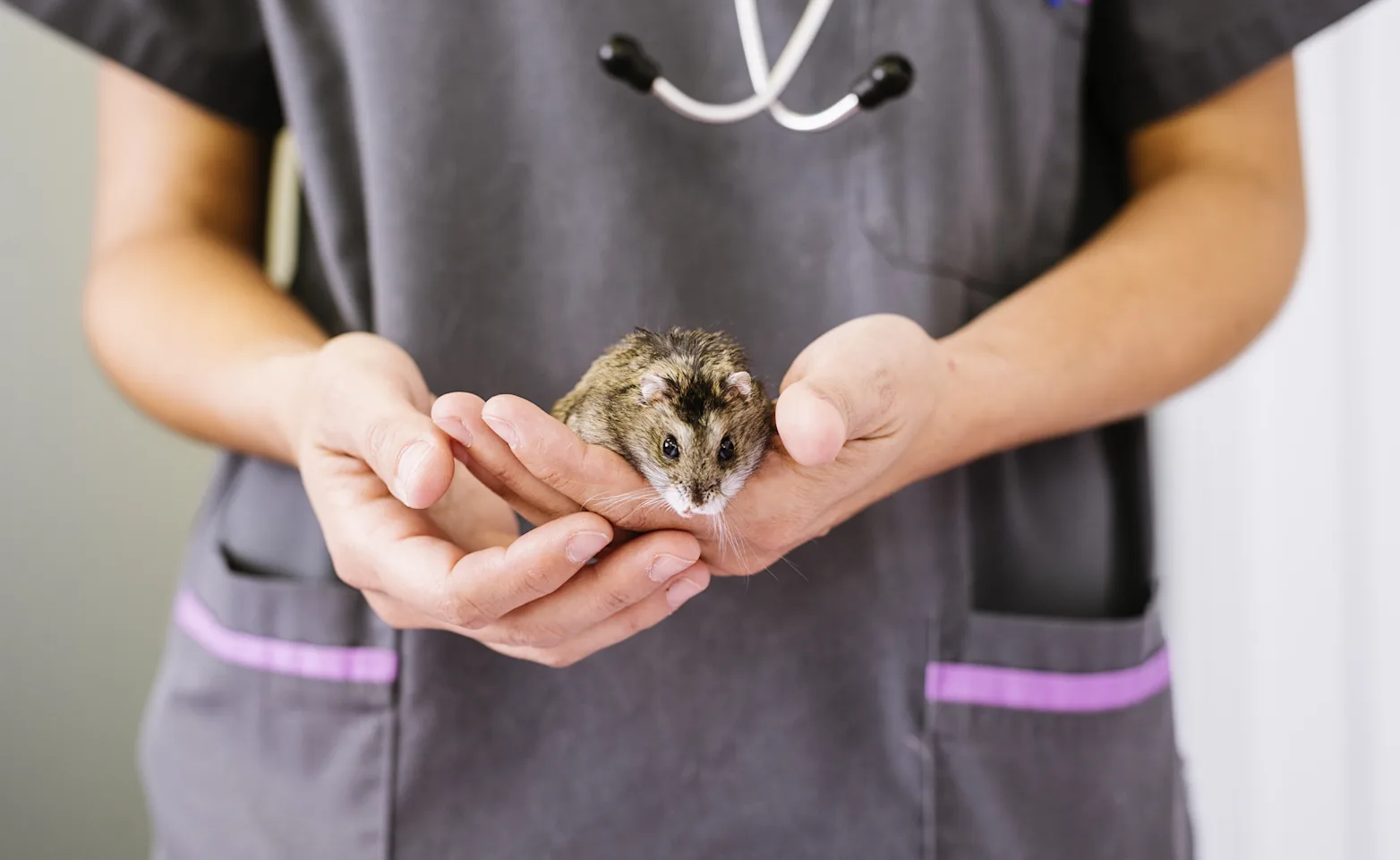 Gerbil in the hands of a veterinarians Gerbil in the hands of a veterinarians