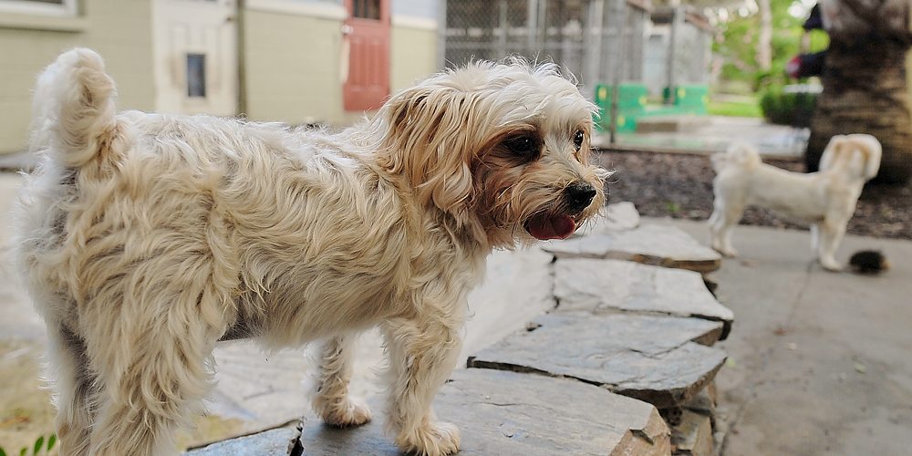 Advantage Pet Center Yard