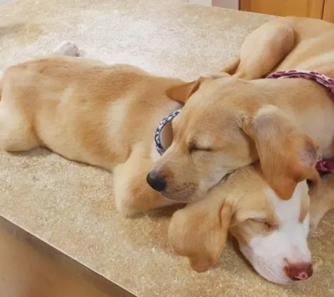 Two dogs lying down on a table