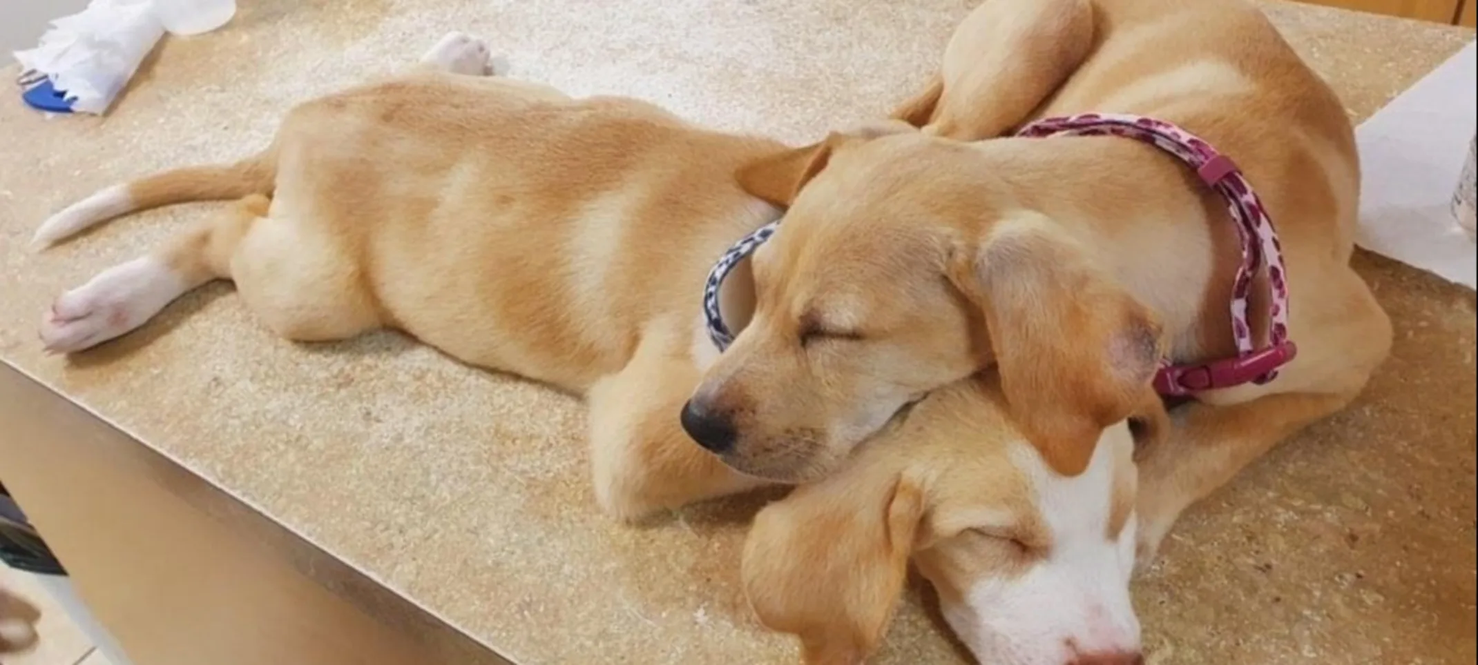 Two dogs lying down on a table Two dogs lying down on a table