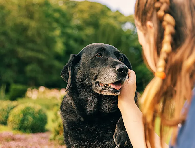 Elderly dog receiving pets outside in a park with person Elderly dog receiving pets outside in a park with person