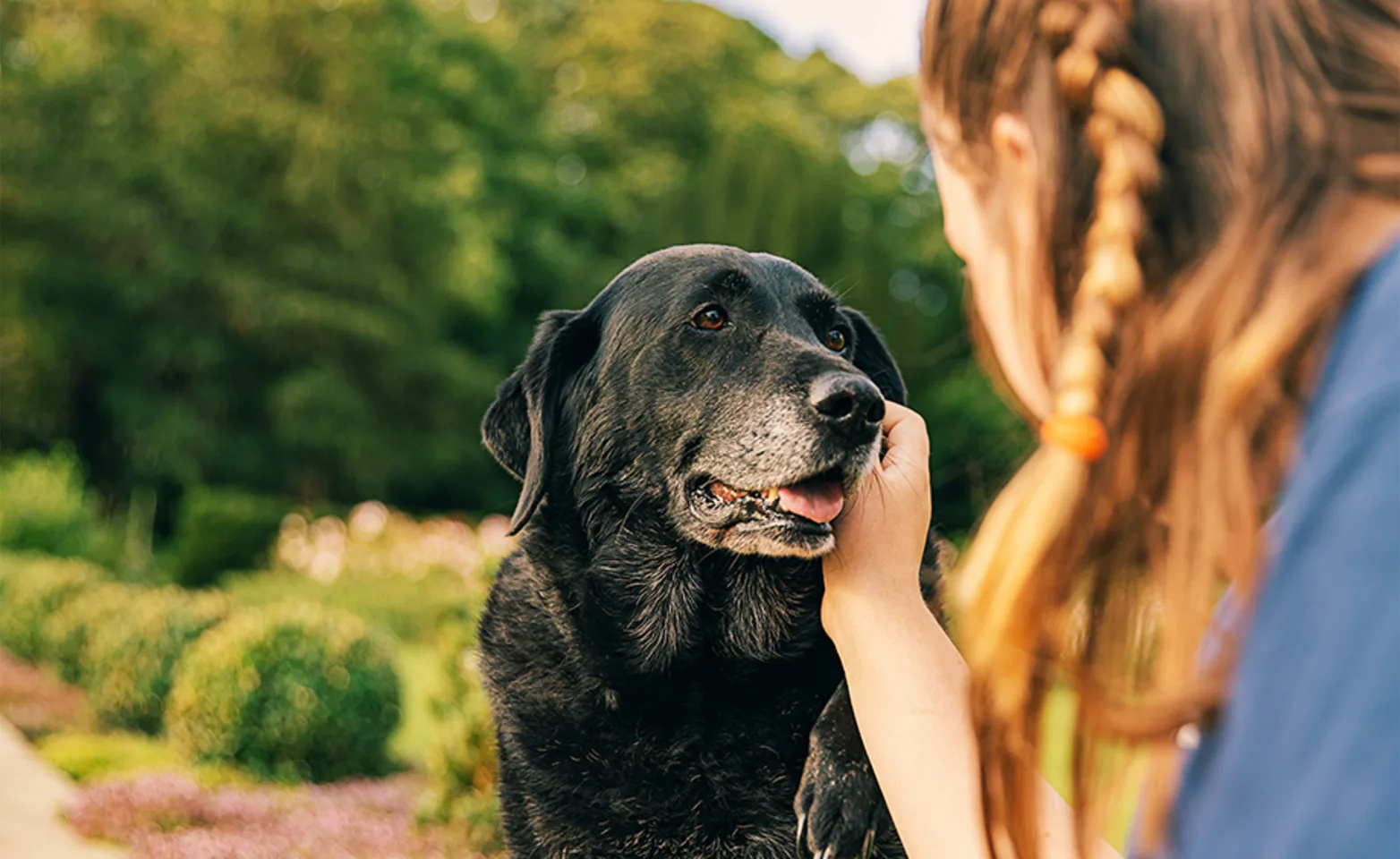 Elderly dog receiving pets outside in a park with person Elderly dog receiving pets outside in a park with person