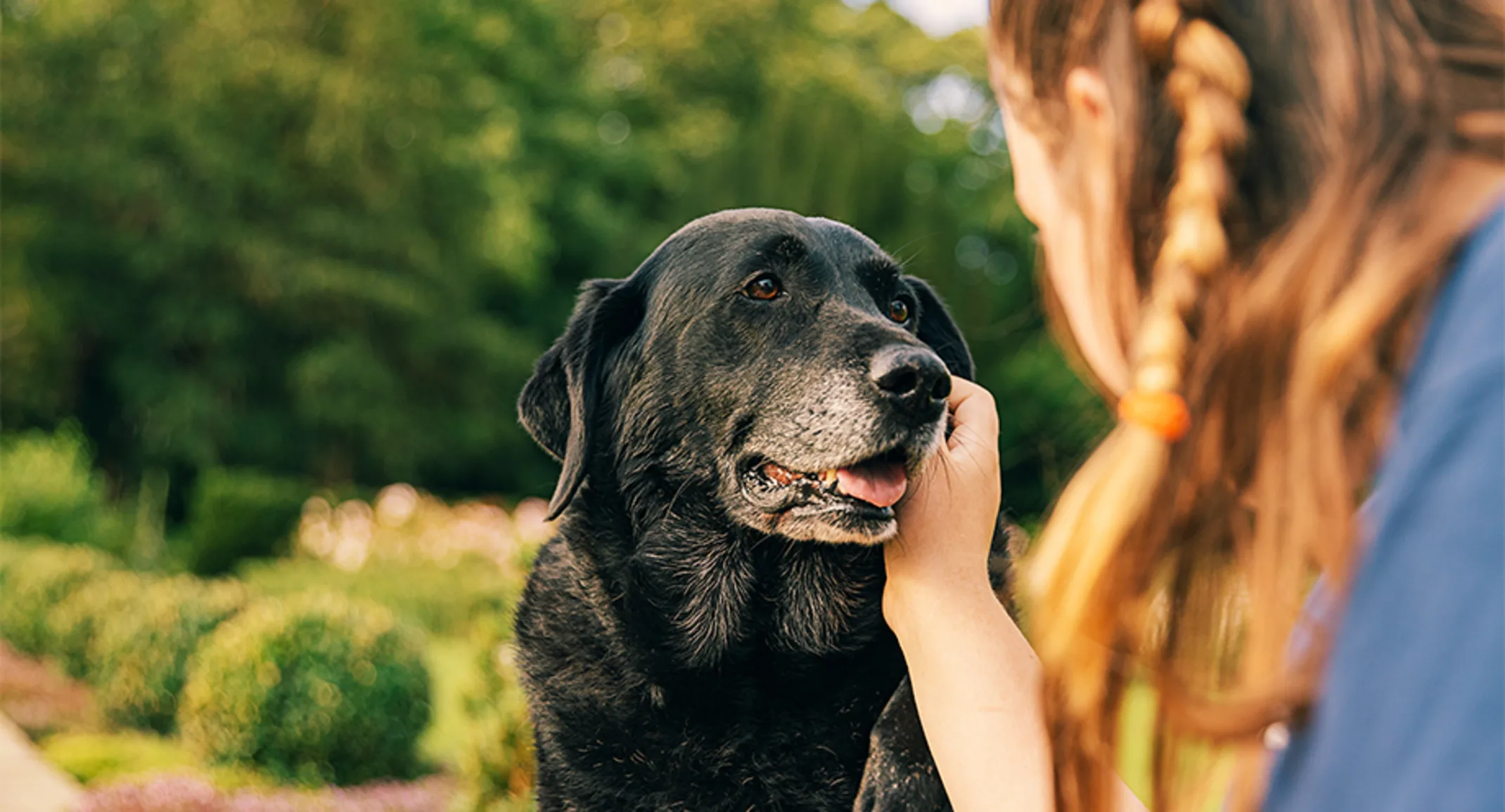 Elderly dog receiving pets outside in a park with person Elderly dog receiving pets outside in a park with person