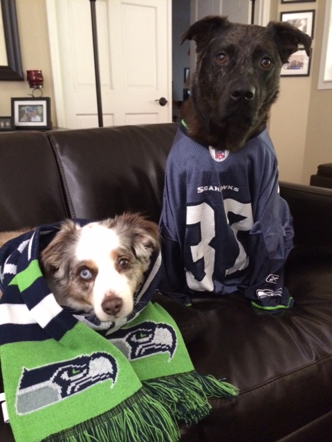 2 dogs in Washington State sports gear