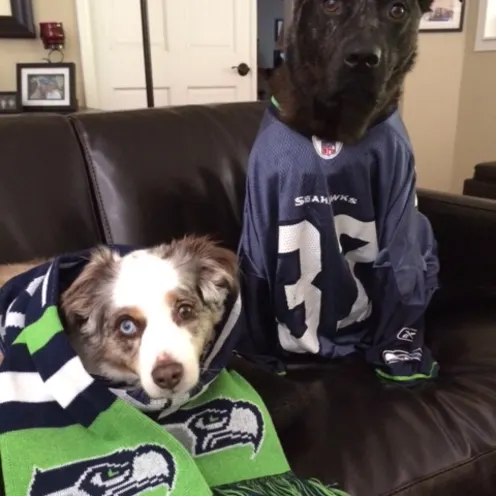 2 dogs in Washington State sports gear