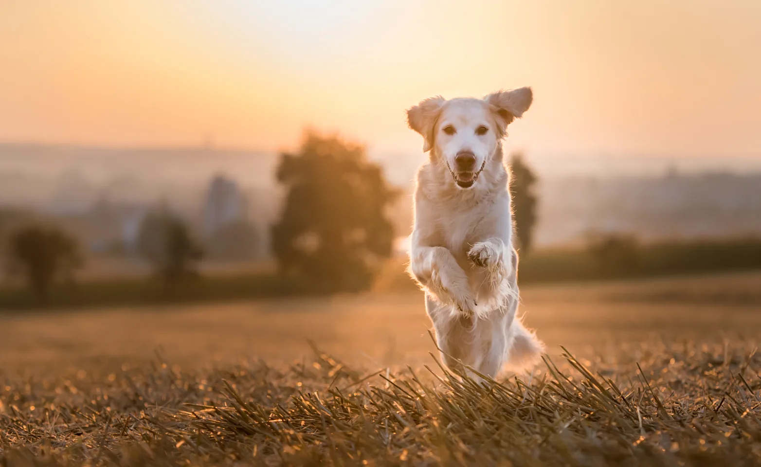 Golden Retriever jumping in grass