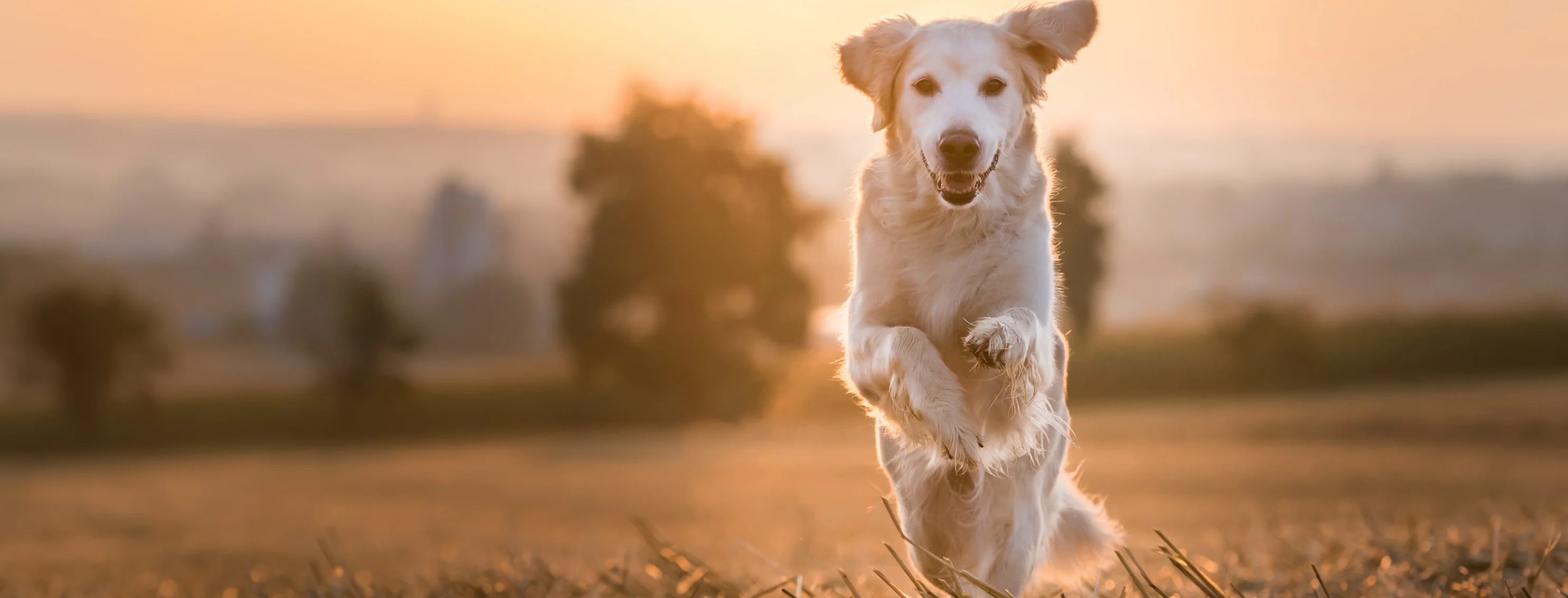 Golden Retriever jumping in grass