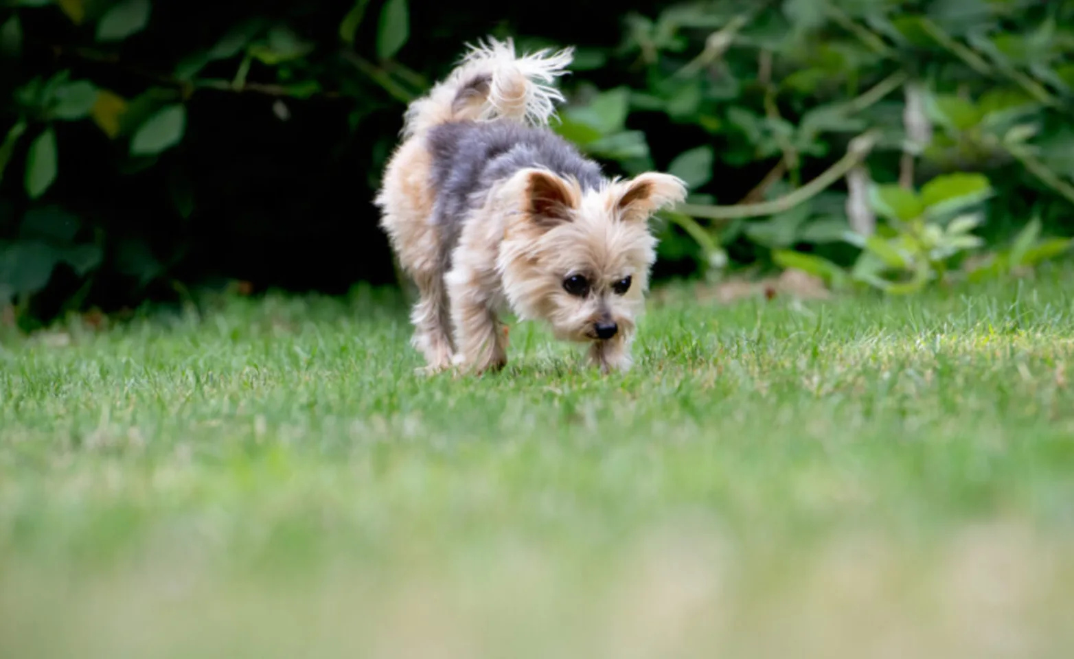 A little dog running in the grass A little dog running in the grass