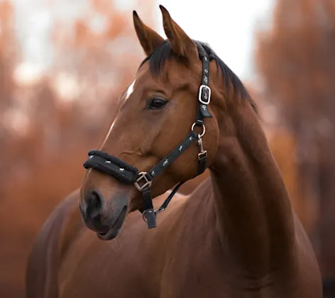 A dark brown horse A dark brown horse