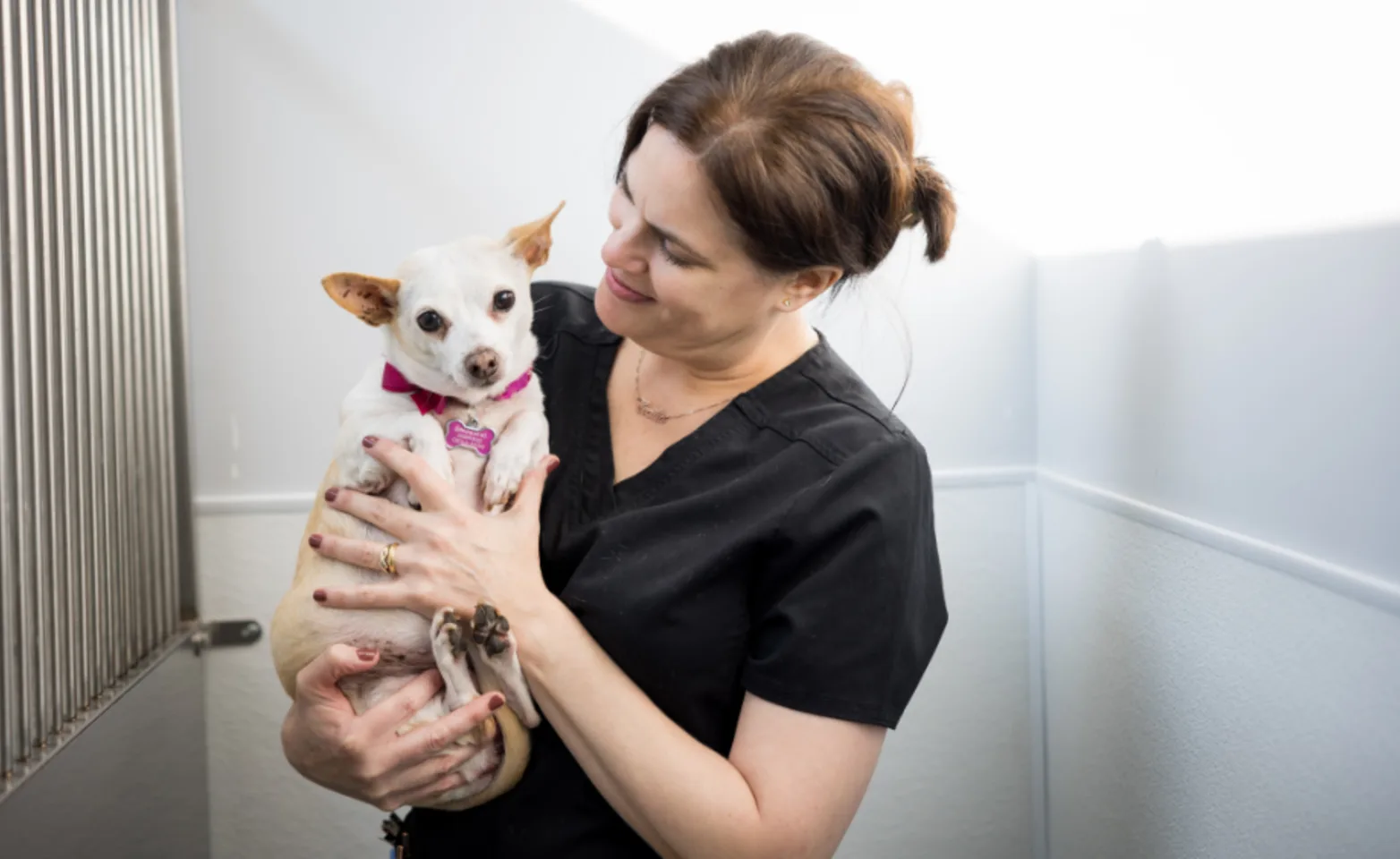 Female doctor holding a chihuahua