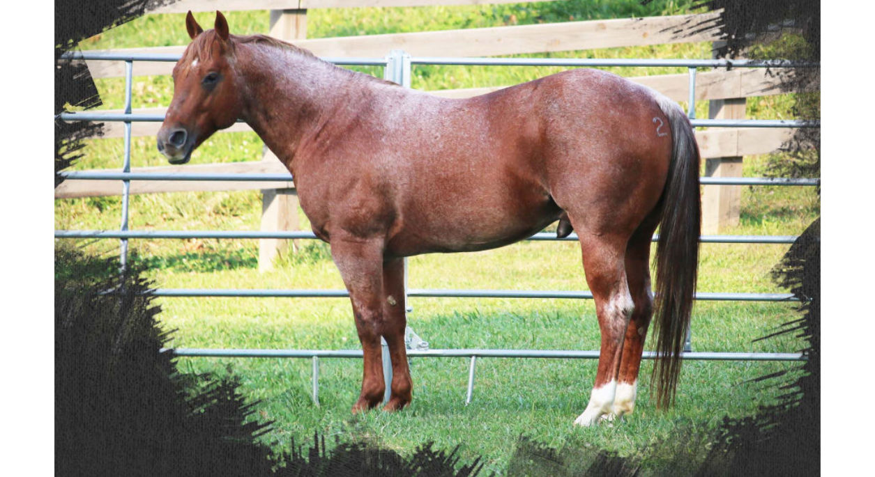 Metallic Word 16, a brown horse standing in grass