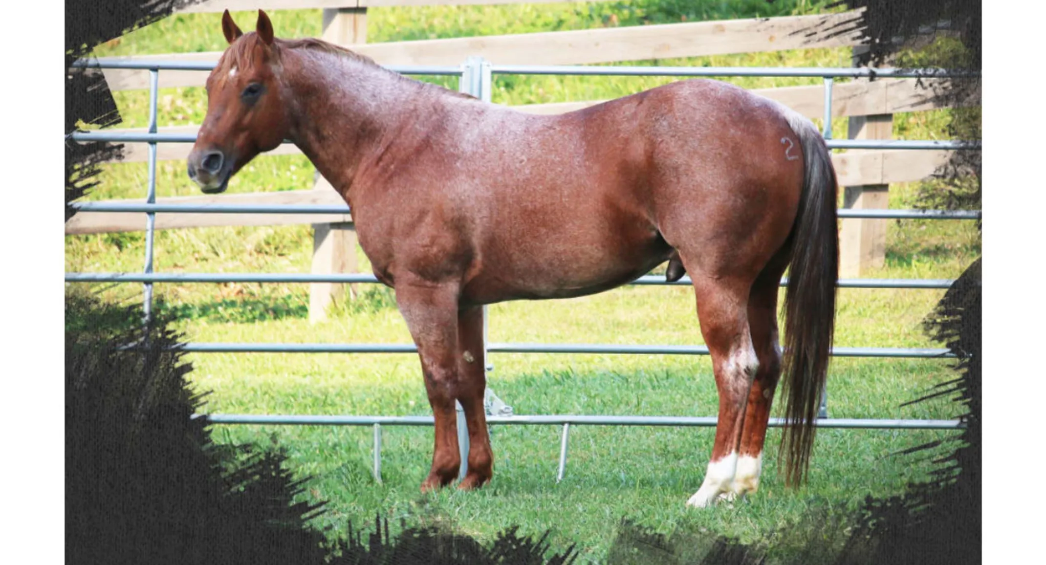 Metallic Word 16, a brown horse standing in grass