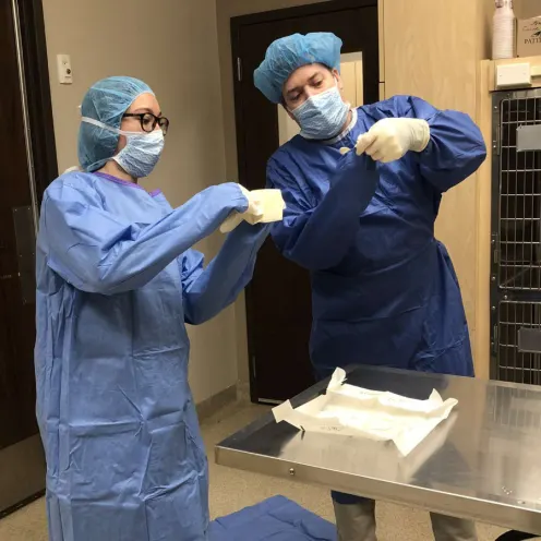 Veterinarians prepping for surgery