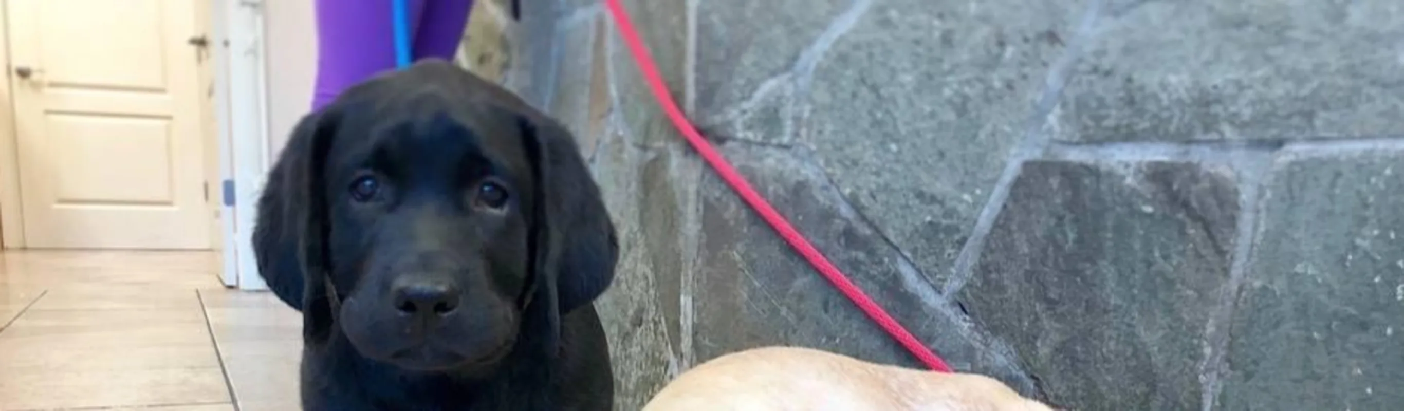 Two dogs laying down on the floor Two dogs laying down on the floor