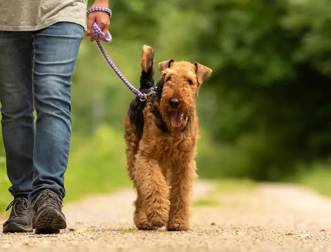 Owner Taking Dog for a Walk in the Forest Owner Taking Dog for a Walk in the Forest