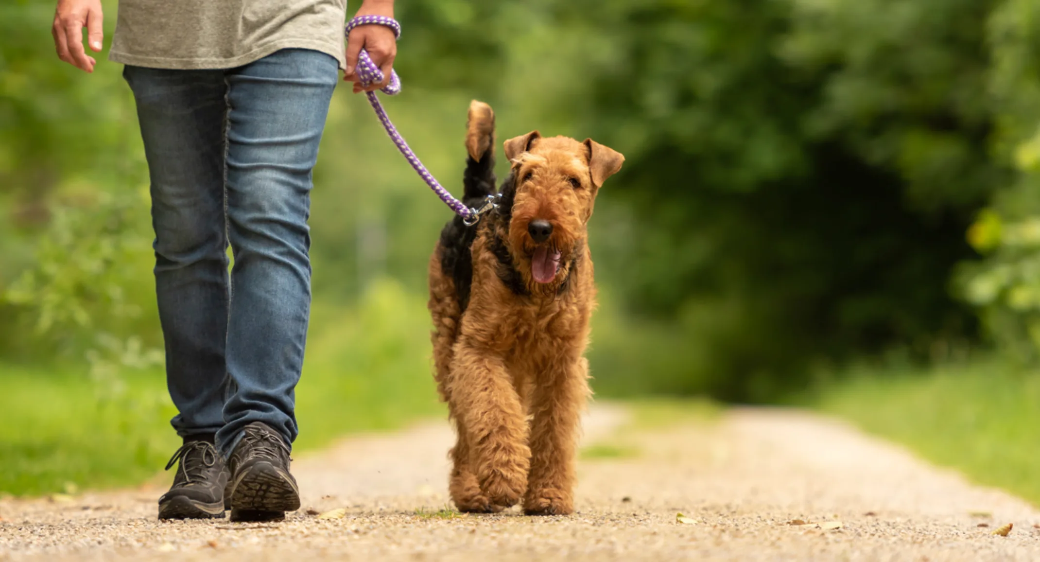 Owner Taking Dog for a Walk in the Forest Owner Taking Dog for a Walk in the Forest
