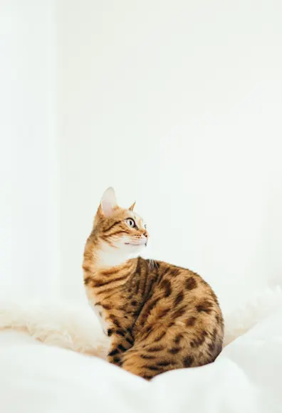 cat sitting on bed