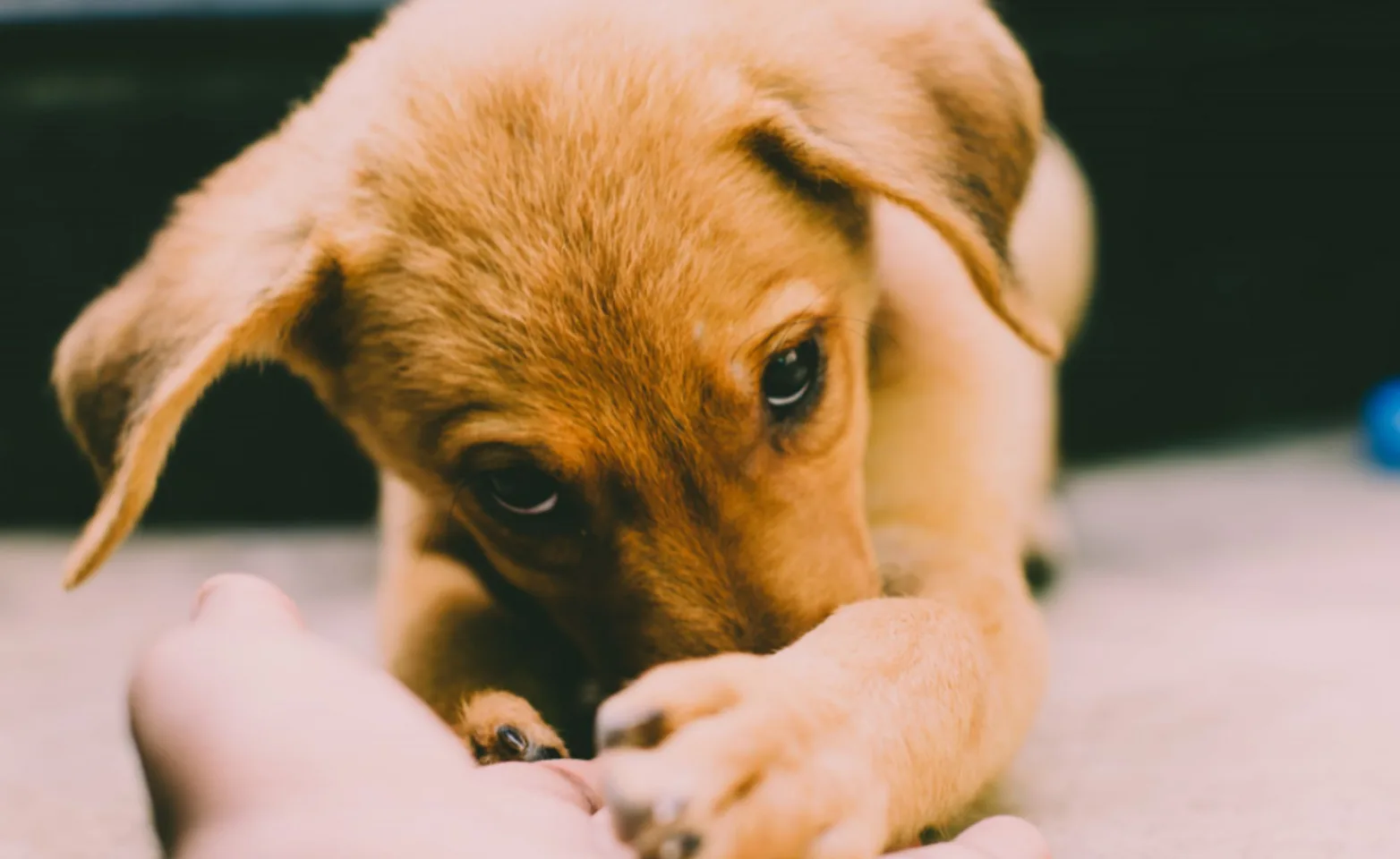 Dog Covering Its Nose