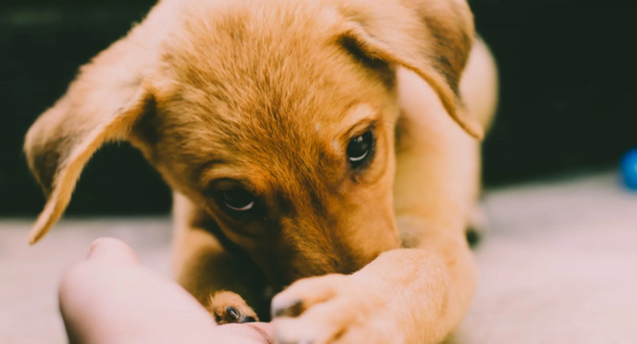 Dog Covering Its Nose Dog Covering Its Nose