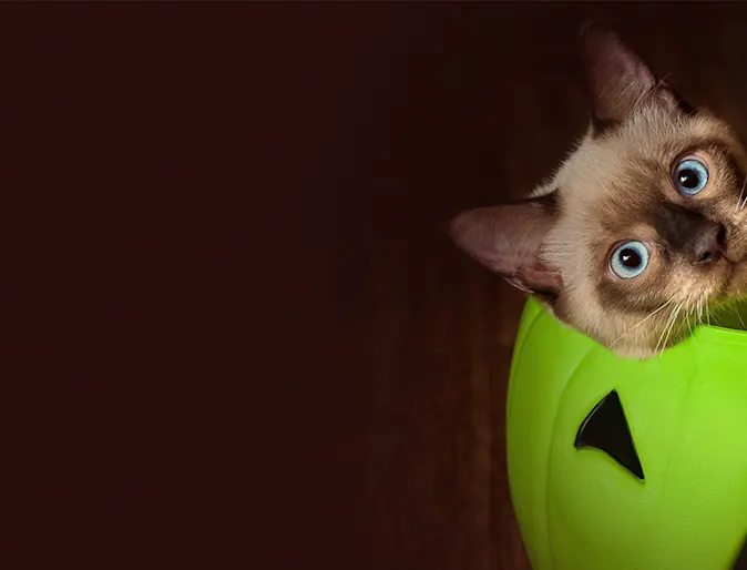 Cat in Halloween candy bucket Cat in Halloween candy bucket