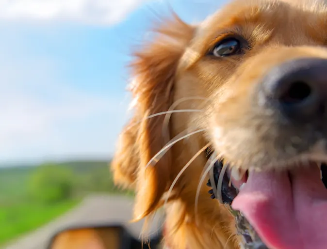 A dog smiling with his head out of a car window A dog smiling with his head out of a car window