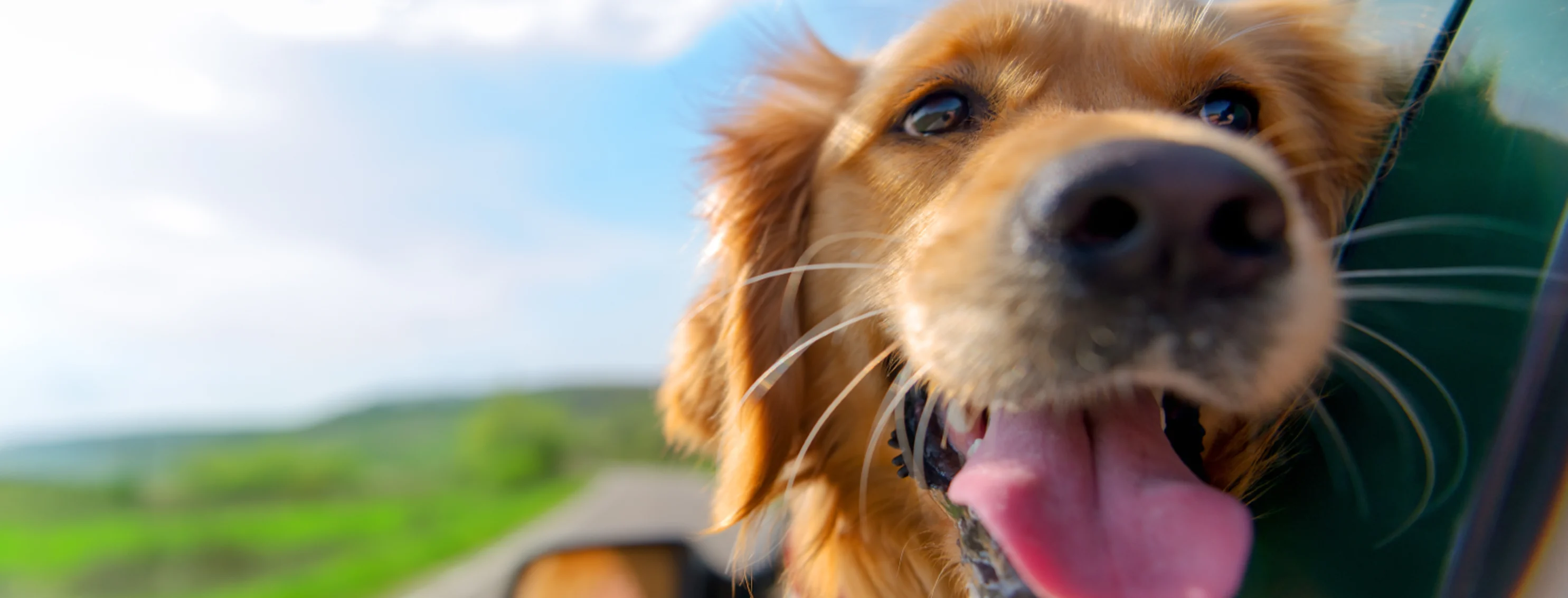 A dog smiling with his head out of a car window 