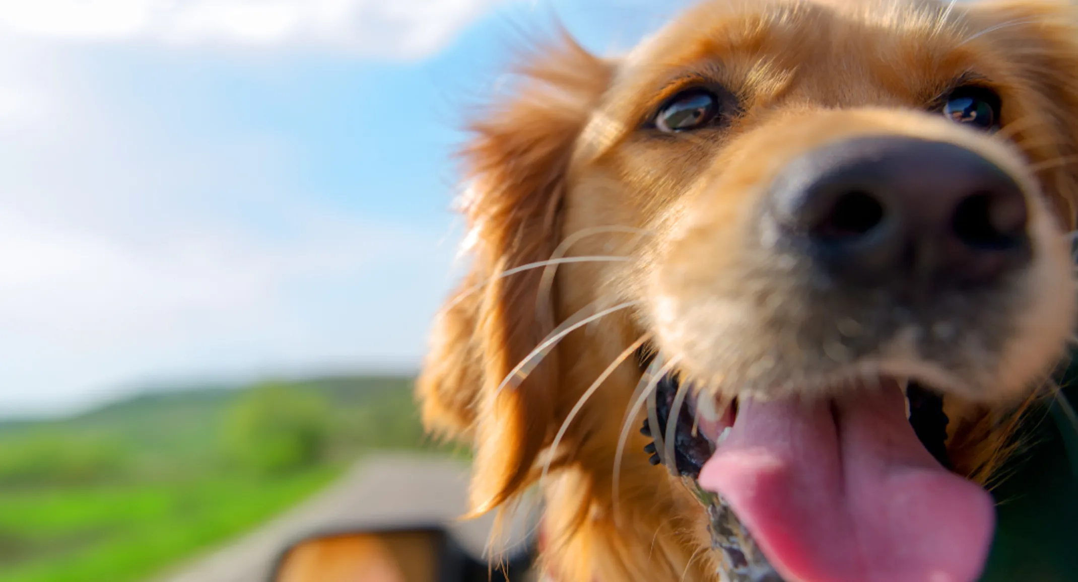 A dog smiling with his head out of a car window A dog smiling with his head out of a car window