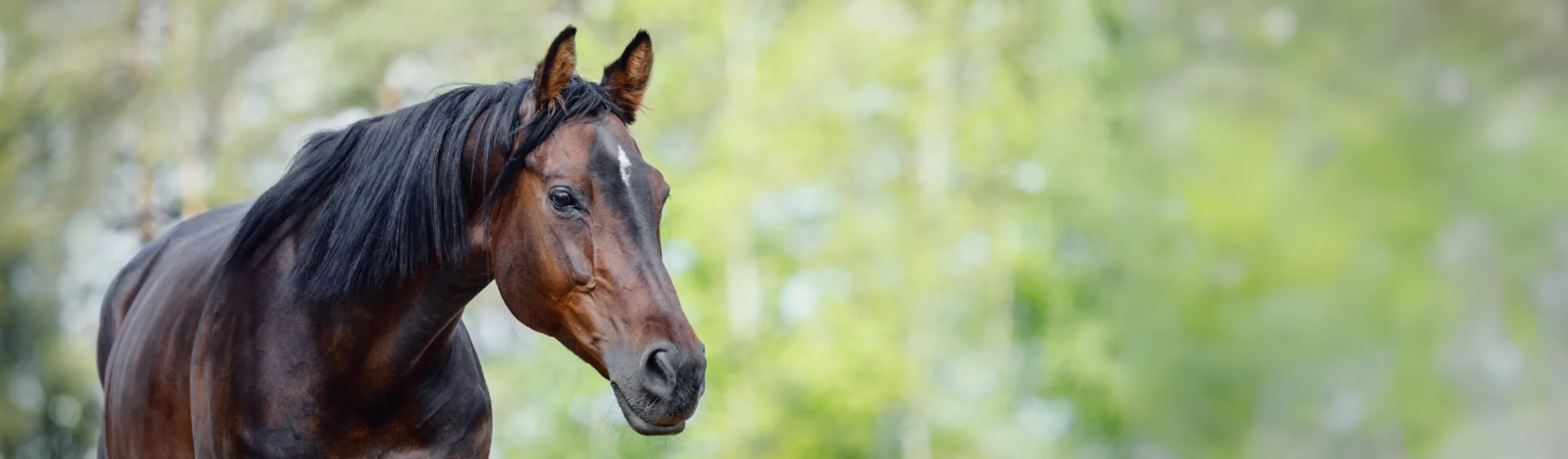 Brown horse sitting against a shield of leaves. Brown horse sitting against a shield of leaves.