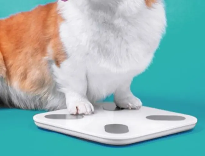 A dog on a scale A dog on a scale