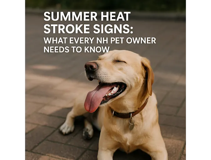 Summer Heat Stroke Signs: What Every NH Pet Owner Needs to Know Summer Heat Stroke Signs: What Every NH Pet Owner Needs to Know