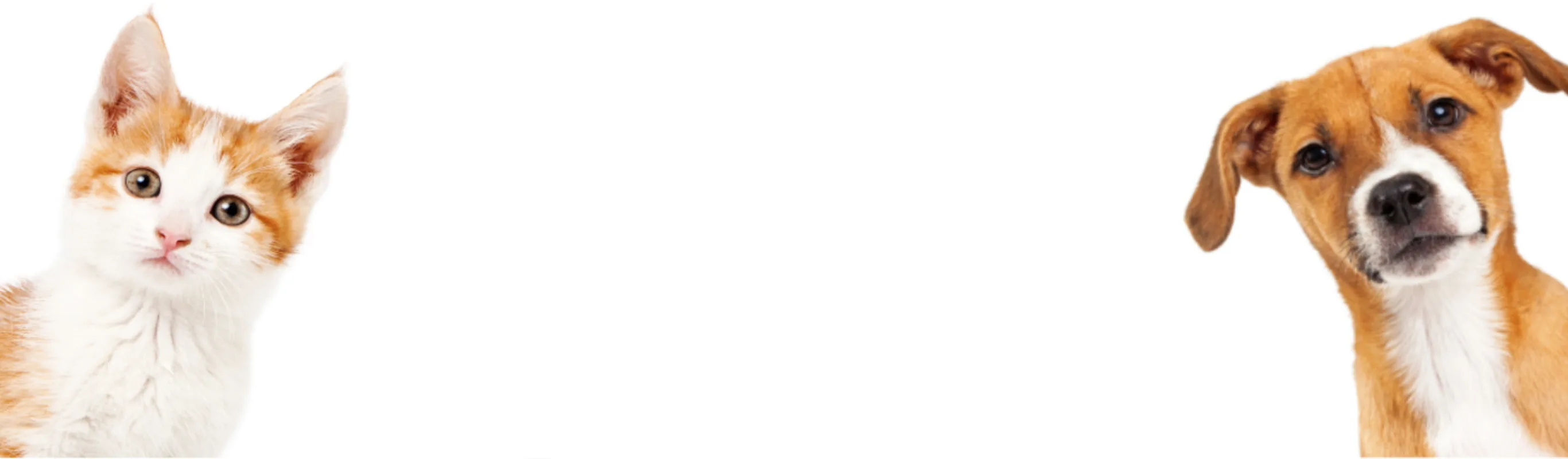 Orange Cat & Dog Looking Forward Orange Cat & Dog Looking Forward