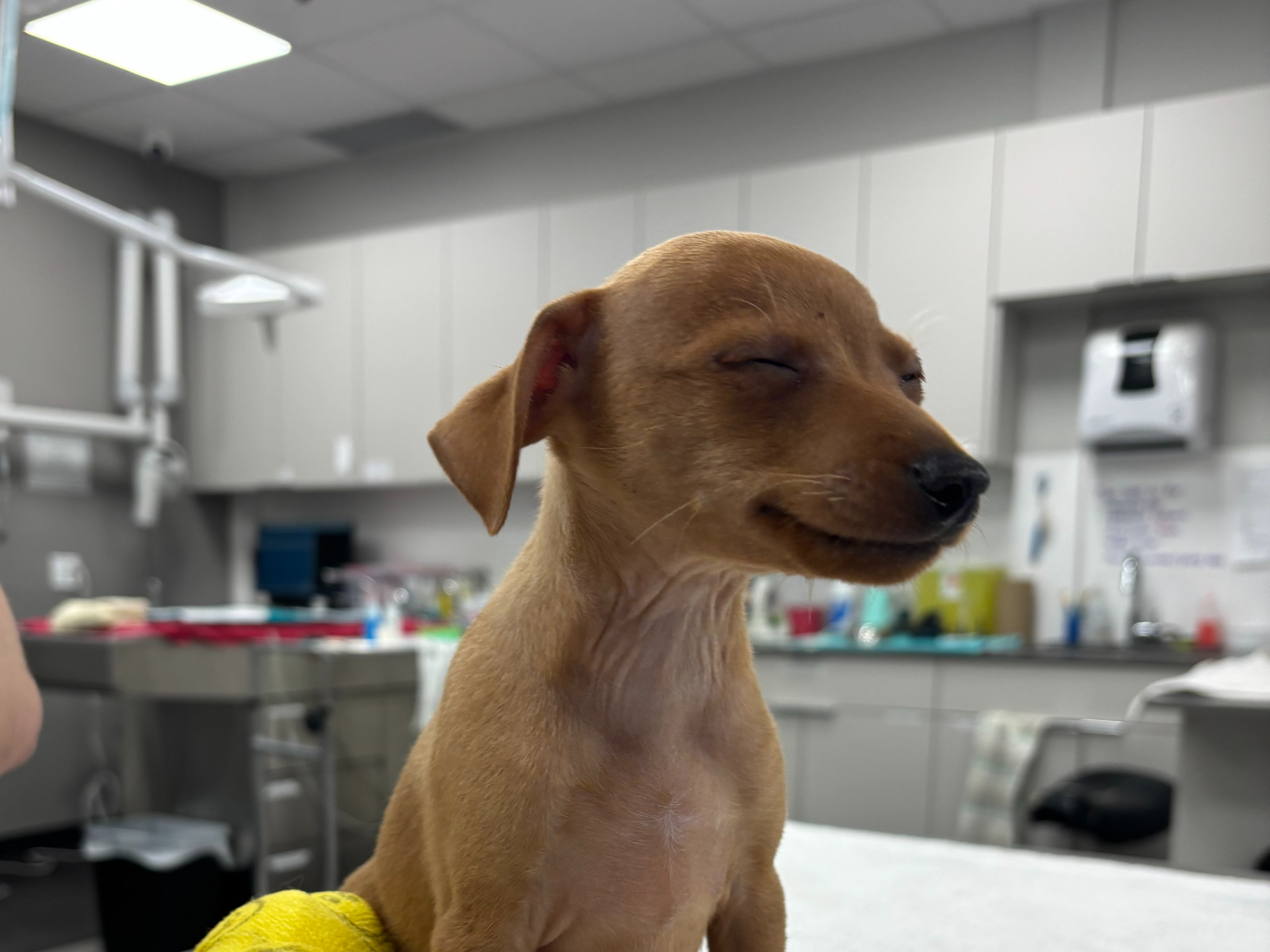 Dog with a cast around its leg