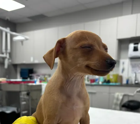 Dog with a cast around its leg Dog with a cast around its leg