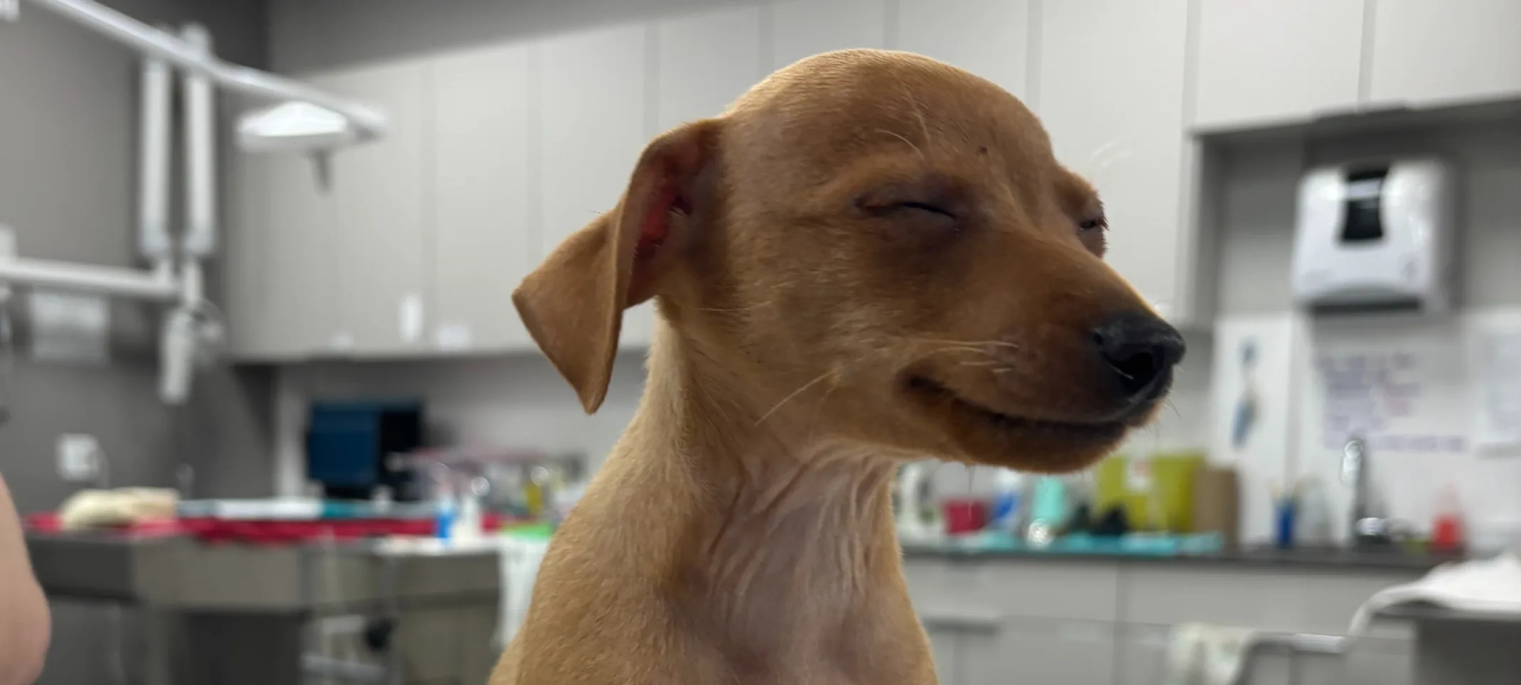 Dog with a cast around its leg Dog with a cast around its leg