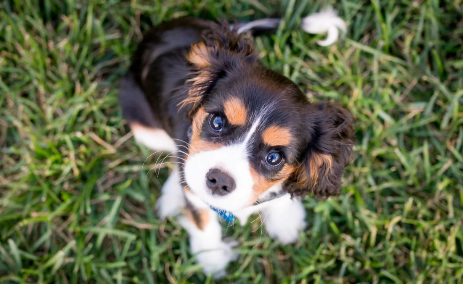 Puppy sitting on grass Puppy sitting on grass