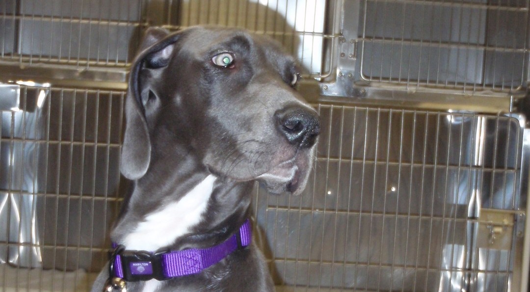 Great Dane on a leash